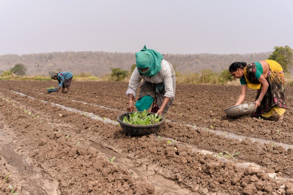 Fertilizer Guide for Beginners