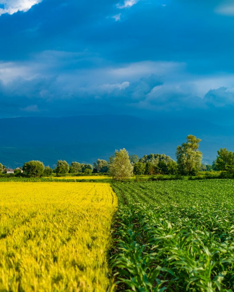 How to Increase Crop Yield